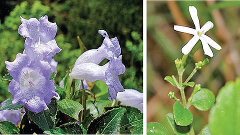 குறிஞ்சி,&nbsp;முல்லை