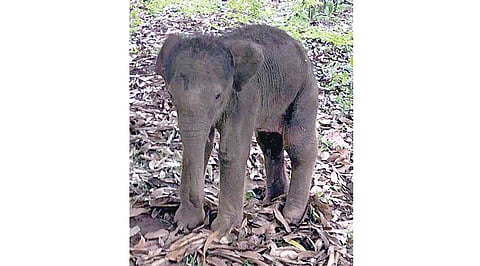 குற்றாலத்தில் தாயைப் பிரிந்த குட்டி யானை.