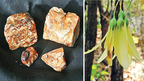 மணம் பரப்பும் இயற்கைப் புதையல்