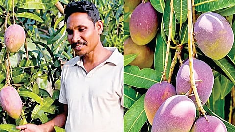 ஒடிசா விவசாயி தேபா போடியாமி தோட்டத்தில் விளைந்துள்ள மியாசாகி மாம்பழங்கள்.
