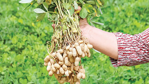 இயற்கை வழியில் நிலக்கடலைச் சாகுபடி | இயற்கை விவசாயத்தை நம்புவோம்