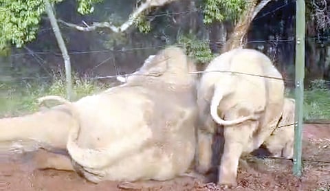 இரும்பு கம்பி தடுப்பு வேலியை குட்டி பாதுகாப்பாகக் கடக்க வசதியாக வேலி கம்பிகளுக்கு இடையில் படுத்து பாதை ஏற்படுத்திய தாய் யானை.