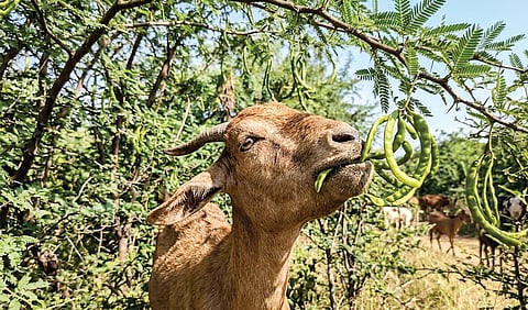 கால்நடைகளின் ‘நொறுக்குத்தீனி’
