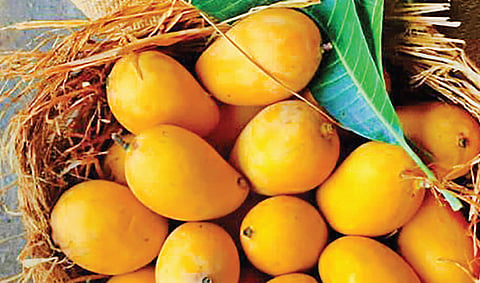 இந்திய மாம்பழ வகைகளுக்கு அதிகரித்துவரும் ஆபத்துகள்!