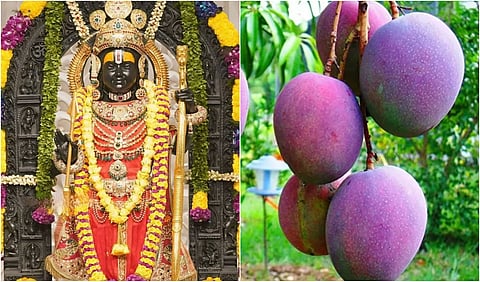 அயோத்தி ராமருக்கு ரூ.1 லட்சம் மதிப்பு மியாசாகி மாம்பழம் படையல்