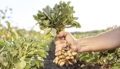 புதிய ஸ்மார்ட் விதை தொழில்நுட்பம்