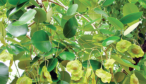 வேங்கை மரக் காய்கள் | படம்: லலிதாம்பா |