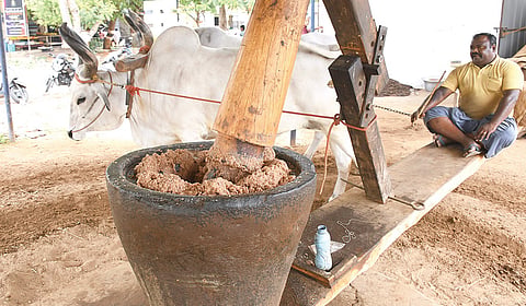 கல்வீரம்பாளையத்தில் மாடுகளைக் கொண்டு மரச்செக்கு இயக்கும் கவுதமன். | படங்கள்: ஜெ.மனோகரன் |