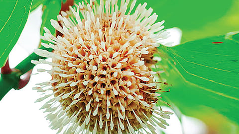 கடம்ப மலர்