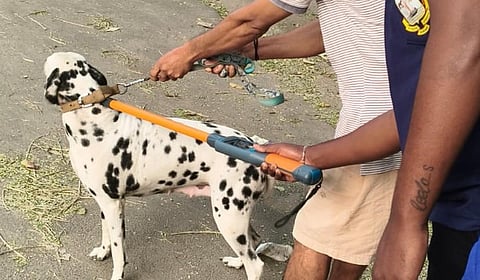 சென்னை மாநகராட்சி சார்பில் 64,586 செல்லப் பிராணிகளுக்கு உரிமம்