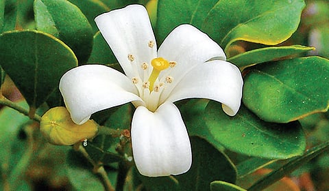 கடற்கொஞ்சி