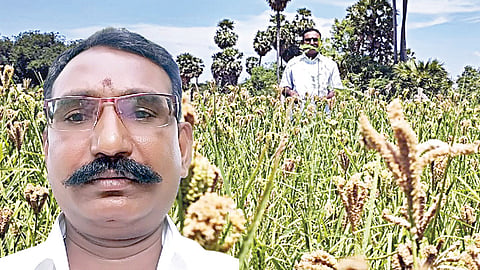 கேழ்வரகு வயல். உள்படம்: கர்​ணன்.