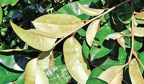 செம்படி மரம்