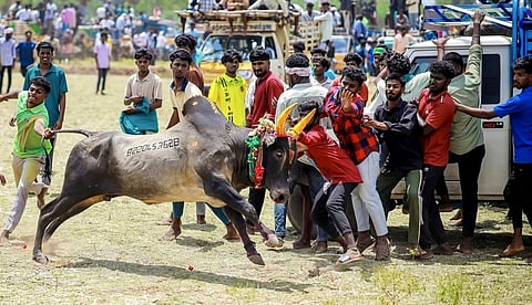 இளையாத்தக்குடியில் நடைபெற்ற மஞ்சுவிரட்டில் சீறிபாய்ந்த காளை