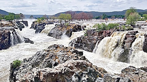 ஒகேனக்கல் காவிரியாற்றில் செந்நிறத்தில் சீறிப்பாயும் புதுவெள்ளம்.