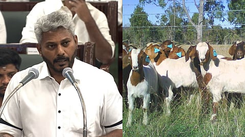 ‘வெற்றி மகளிர் ஆடுகள் வளர்ப்பு’ திட்டம்: தமிழக பட்ஜெட் 2026-ல் அறிவிப்பு