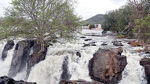 ஒகேனக்கல் அருவியில் ஆர்ப்பரித்துக் கொட்டும் காவிரி நீர்.