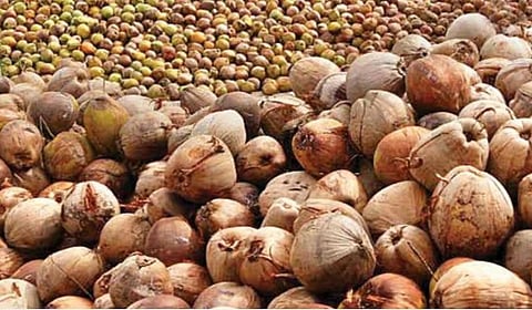 எல்-நினோ தாக்கம்: பொள்ளாச்சி பகுதியில் தேங்காய் விளைச்சல் சரிவு!