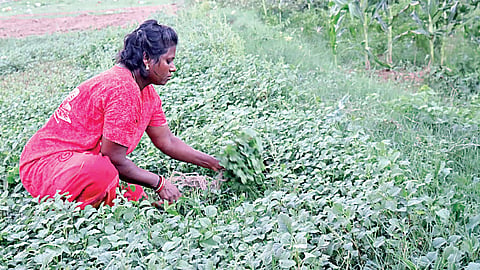 கீரை அறுவடைப் பணியில் சித்ரா