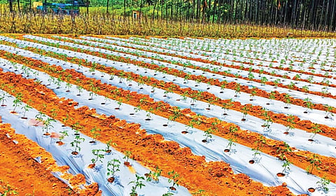 அரூர் அருகேயுள்ள தாதரவலசை பகுதியில் பிளாஸ்டிக் மூடாக்கு அமைத்து வளர்க்கப்படும் தக்காளி செடிகள்