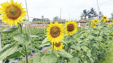 கெலமங்கலம் அருகே நெல்லூர் பகுதியில் சாமந்திப்பூ வயலில் பூச்சித் தாக்குதலைக் கட்டுப்படுத்துவதற்காக வயல் வரப்புகளில் வளர்க்கப்பட்டுள்ள சூரியகாந்திச் செடிகள்.