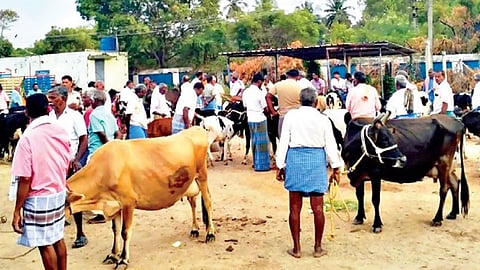 கிருஷ்ணகிரியில் தீவனத் தட்டுப்பாடு: கால்நடைகளை விற்பனை செய்யும் விவசாயிகள்