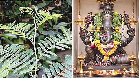 வெற்றியைத் தரும் வன்னி இலை!