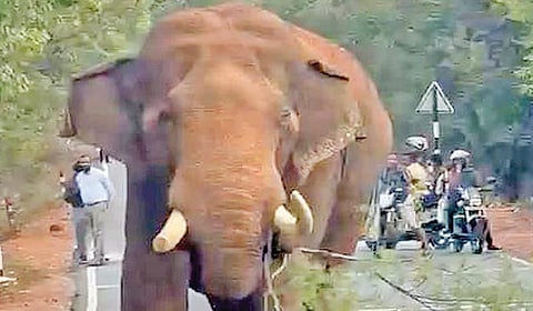 காயம்பட்ட நிலையில் சுற்றிவரும் பாகுபலி யானை. 