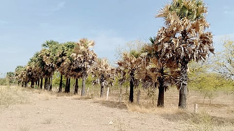 கடும் வெப்பம் காரணமாக மேலக்கரந்தை பகுதியில் பனை மரங்கள் கருகி உள்ளன.