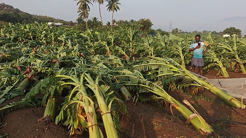 சூறாவளி காற்றால் 2,500 வாழை மரங்கள் முறிந்து சேதம் -  மேட்டூர் அருகே விவசாயிகள் கவலை