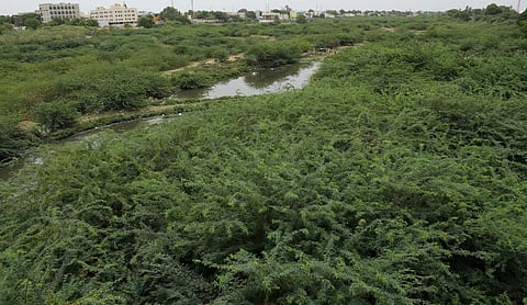 சீமைக்கருவேல மரங்களை அகற்றும் பணி: ரூ.3 லட்சம் மாத ஊதியத்தை வேண்டாம் என மறுத்த ஓய்வு நீதிபதி