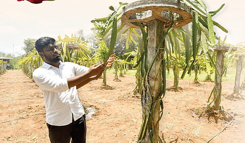 மருங்​குளம் பண்​ணை​யில் உள்ள டிராகன் பழச் செடிகள்.