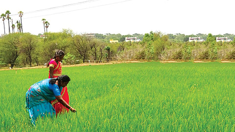 திட்டமிட்ட விவசாயம் வெற்றியை மட்டுமே தரும்: வழிகாட்டுகிறார்கள் திருப்பத்தூர் விவசாயிகள்