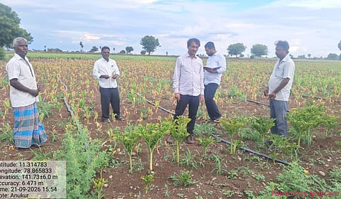 பெரம்பலூர் மஞ்சள் பாதிப்பு: நிவாரணம் வழங்க நடவடிக்கை எடுப்பதாக தோட்டக்கலைத்துறை அதிகாரிகள் உறுதி
