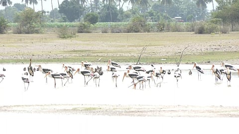ஐரோப்பிய நாடுகளில் இருந்து பெரம்பலூருக்கு வலசை வந்த பறவைகள்!