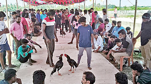 களத்தில் சண்டையிடும் கோழிகள்.