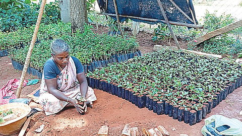 கல்லுக்குடியிருப்பு கிராமத்தில் விவசாயி சிதம்பரபாண்டியனின் நர்சரி.