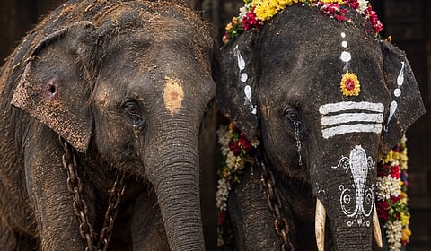 தமிழக கோயில்களுக்கு வழங்கப்பட்ட யானைகளை திரும்ப பெற வேண்டும்: அசாம் அரசிடம் காங்கிரஸ் வலியுறுத்தல் 