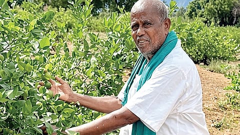 புளியங்குடி அருகேயுள்ள தனது எலுமிச்சைத் தோட்டத்தில் அந்தோணிசாமி. 
