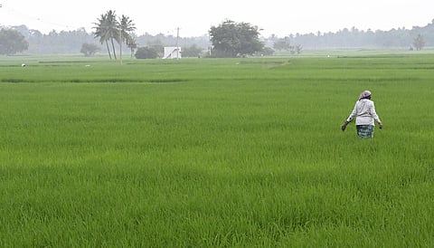 மாவட்ட மத்திய கூட்டுறவு வங்கிகளில் விவசாயிகளின் கணக்குகள் முடக்கம் - புதுப்பித்து கடன் பெறுவதில் சிரமம்