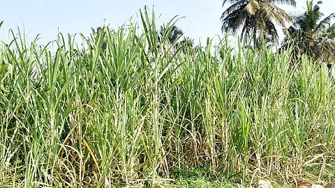 தமிழகத்தில் 90 ஆயிரம் கரும்பு விவசாயிகளுக்கு ரூ.603 கோடி சிறப்பு ஊக்கத்தொகை