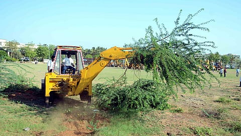 சீமைக் கருவேல மரங்களை அகற்றும் விவகாரம்: ரயில்வே தலை​மைப் பொறியாளர் ஆஜராக உயர் நீதிமன்றம் உத்தரவு