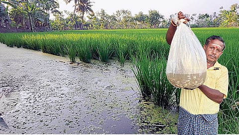 மீன் வளர்க்கும் வகையிலான வயல் அமைப்பு. (உள்படம்)&nbsp;நெல் வயலில் வளர்க்கும் மீன்குஞ்சுகளைக் காட்டும் விவசாயி சக்தி வடிவேல்.