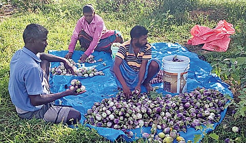 கத்தரிக்காய் தரம் பிரிக்கும் பணி