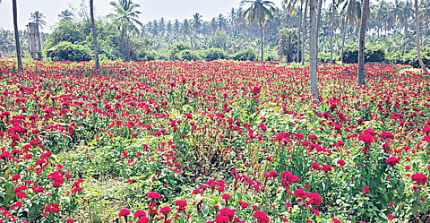 பொள்​ளாச்​சியை அடுத்த நெகமம் அருகே சாகுபடி செய்யப்பட்டுள்ள கோழிக்கொண்டை பூக்கள்.படம்: எஸ்.கோபு
