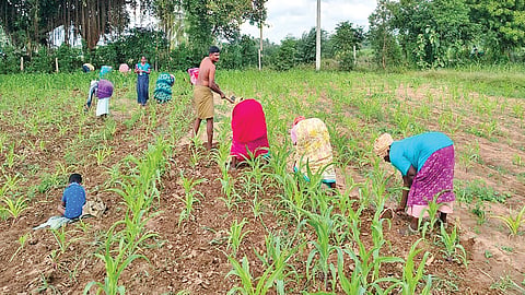 களையெடுக்கும் வளைகரங்கள்! | கிராமத்து வாழ்க்கை