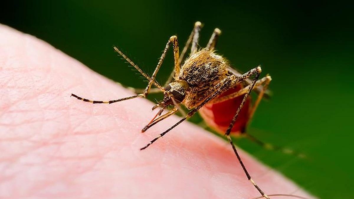 சென்னையில் ஒரே நாளில் 118 பேருக்கு டெங்கு
