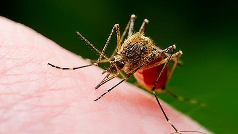 சென்னையில்  ஒரே நாளில் 118 பேருக்கு டெங்கு