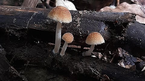 கோப்புப் படம்