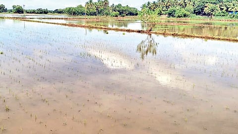 மயிலாடுதுறை திருவிழந்தூர் பகுதியில் நீரில் மூழ்கியுள்ள இளம் சம்பா பயிர்கள்.